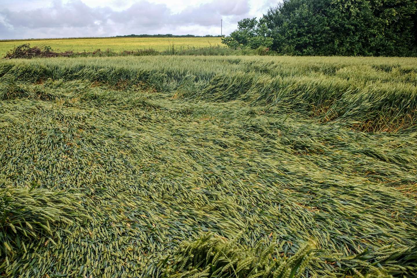 Pertes de récolte : baisse du taux d’indemnisation pour les exploitants non assurés