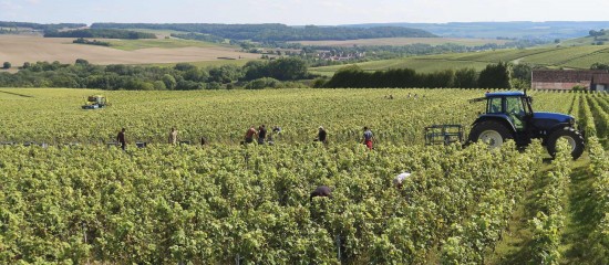 Travailleurs agricoles occasionnels : option pour la réduction générale dégressive unique
